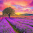 Lavender Fields Sunrise