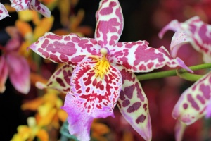 Tiger Orchid Purple.jpg